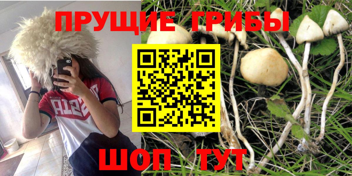 Сосновый Бор  Галлюциногенные грибы Magic Shrooms  Вход с VPN 